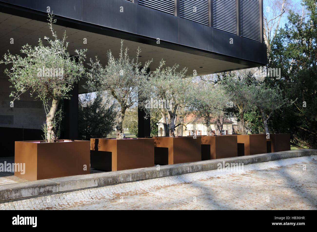 Olea europaea, olivo Foto Stock