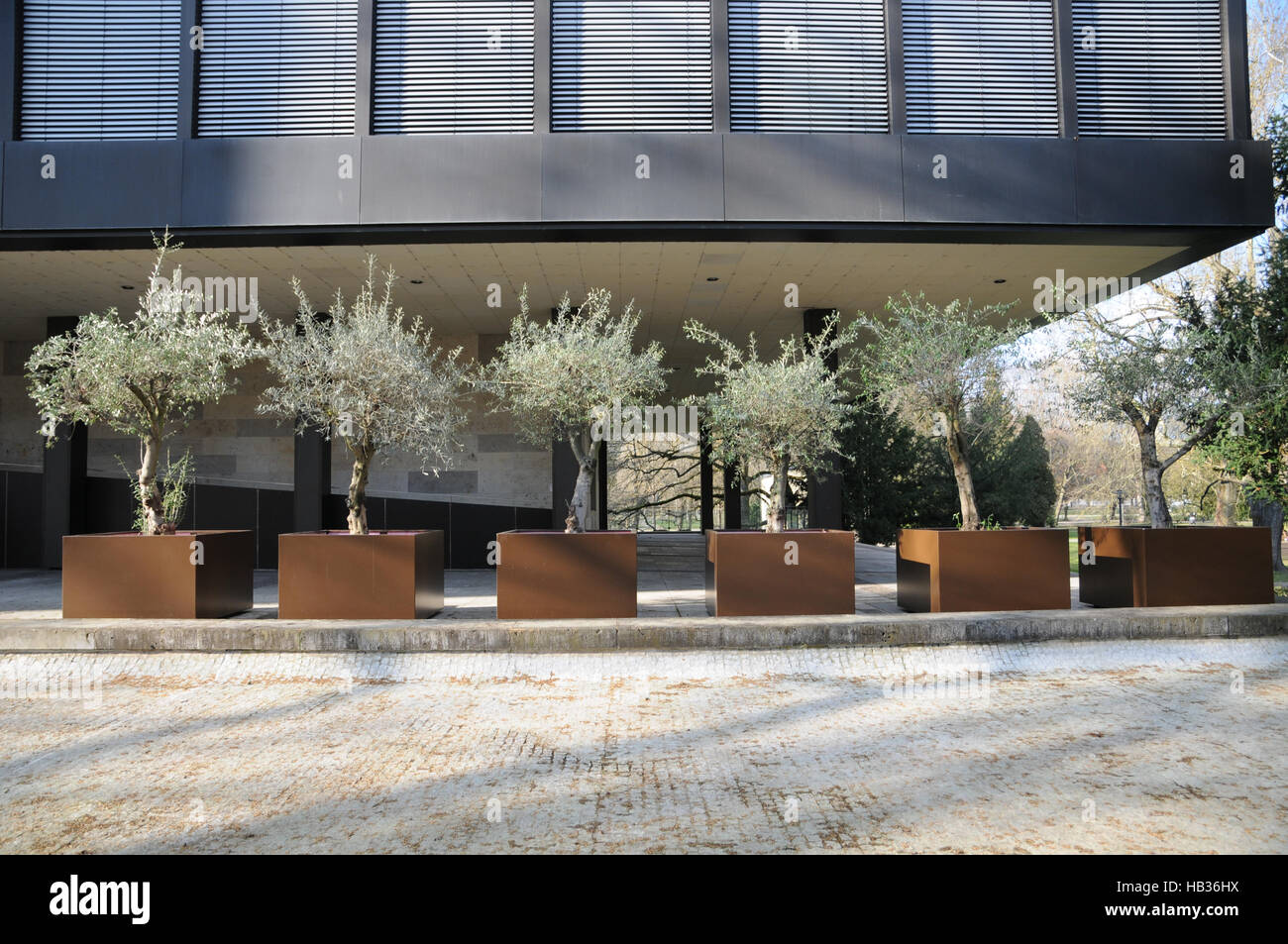 Olea europaea, olivo Foto Stock