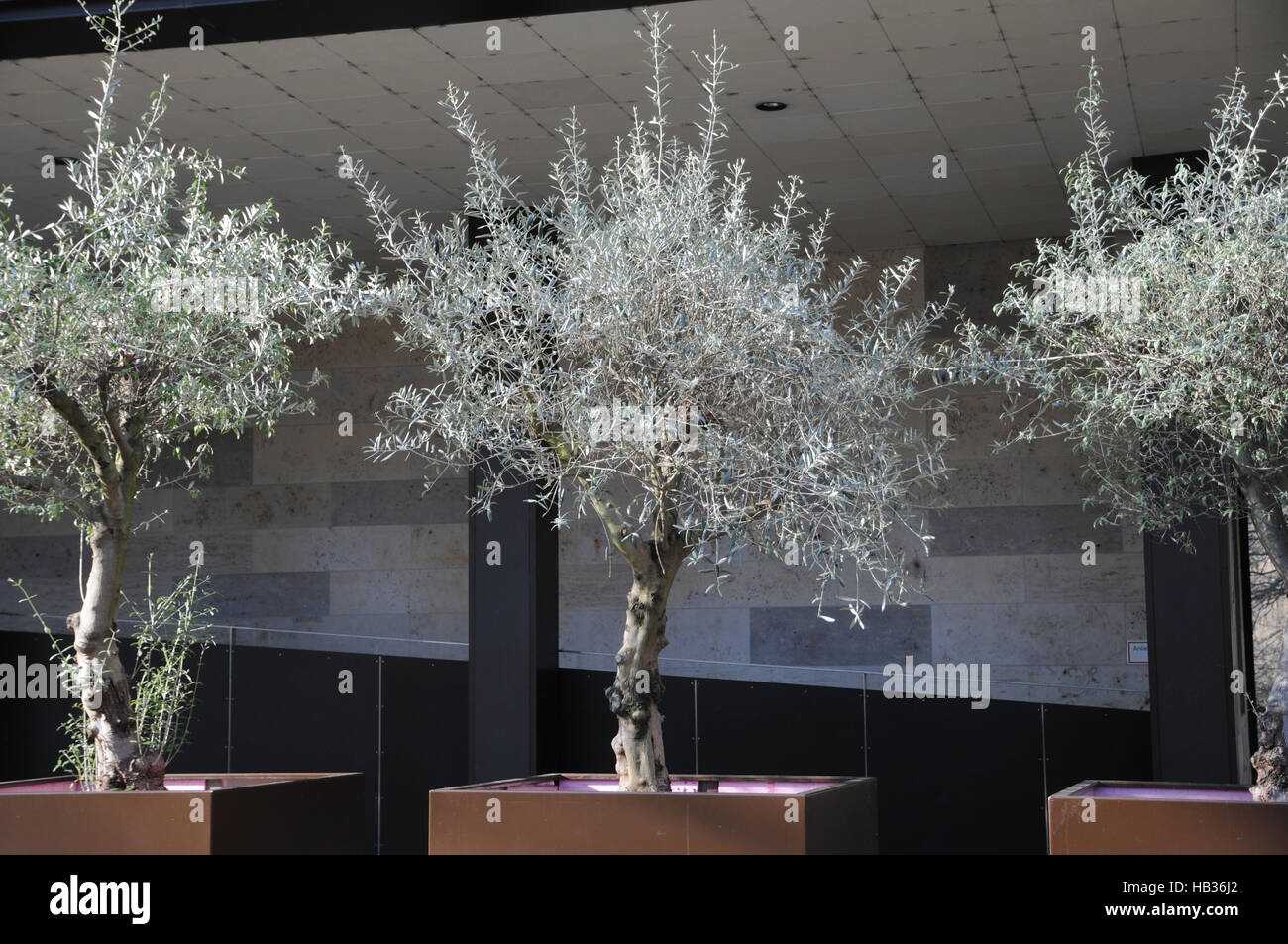 Olea europaea, olivo Foto Stock