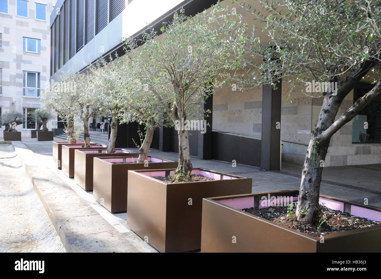 Olea europaea, olivo Foto Stock