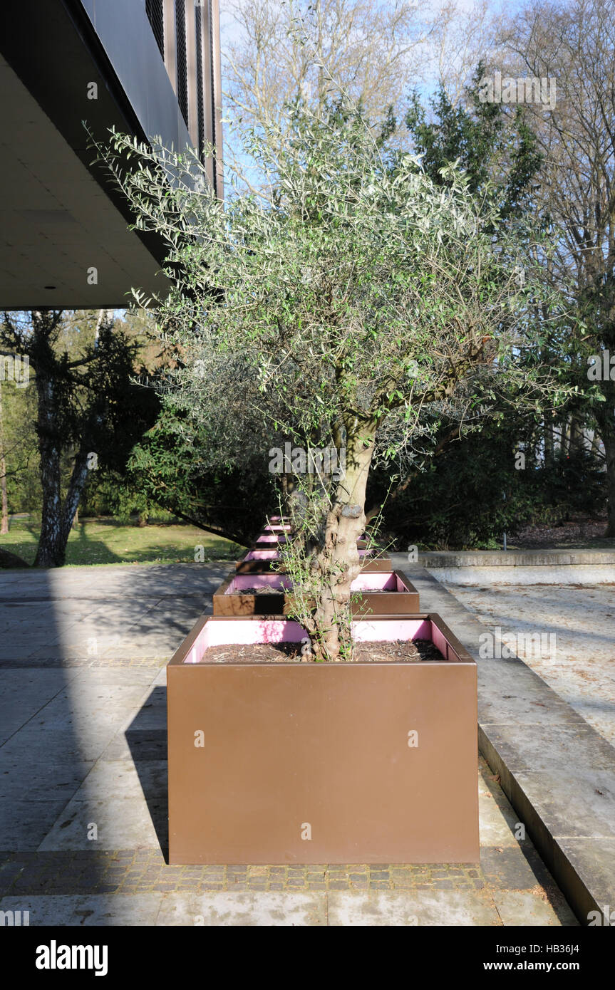 Olea europaea, olivo Foto Stock