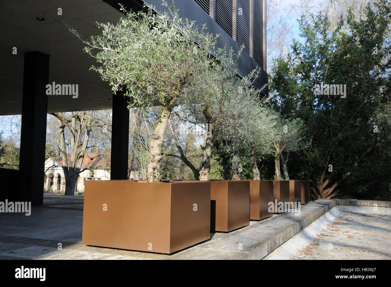 Olea europaea, olivo Foto Stock