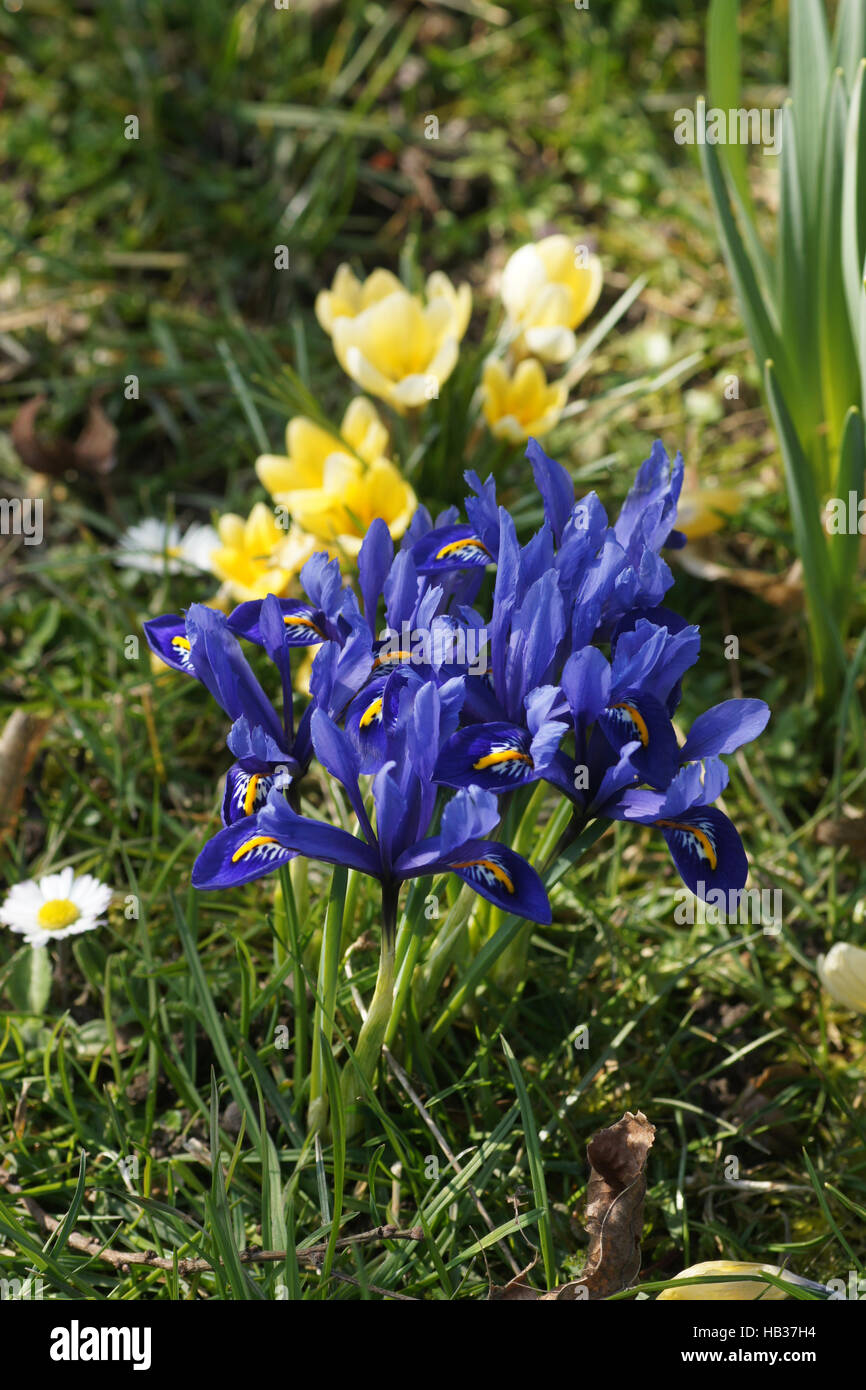Iris reticulata, iris Nani Foto Stock