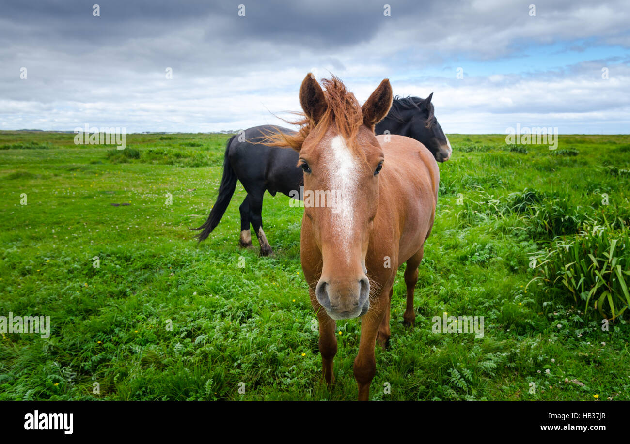 Cavalli in un prato pascolo. Tan cavallo guardando la fotocamera. Foto Stock