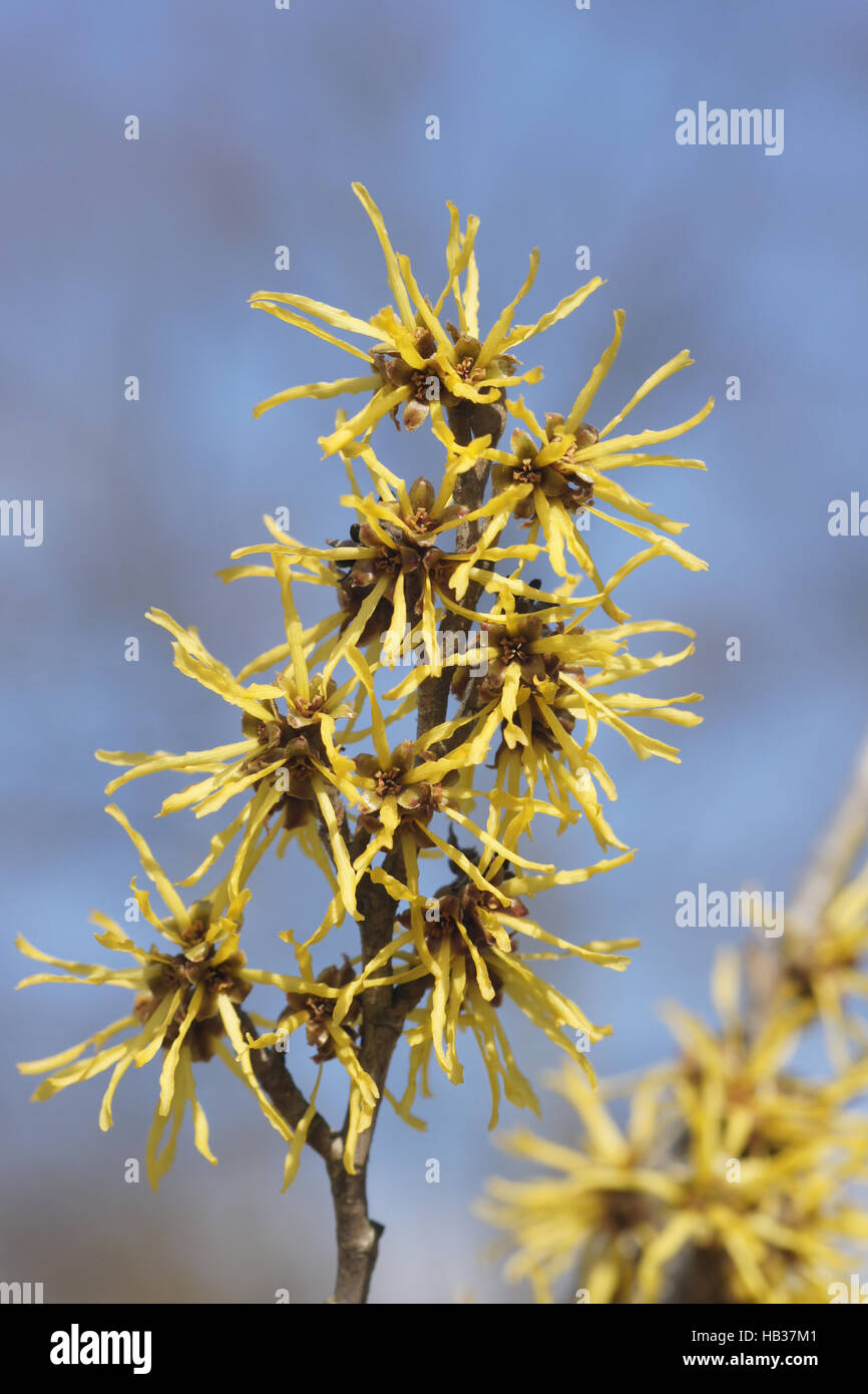 Hamamelis x intermedia, Amamelide Foto Stock