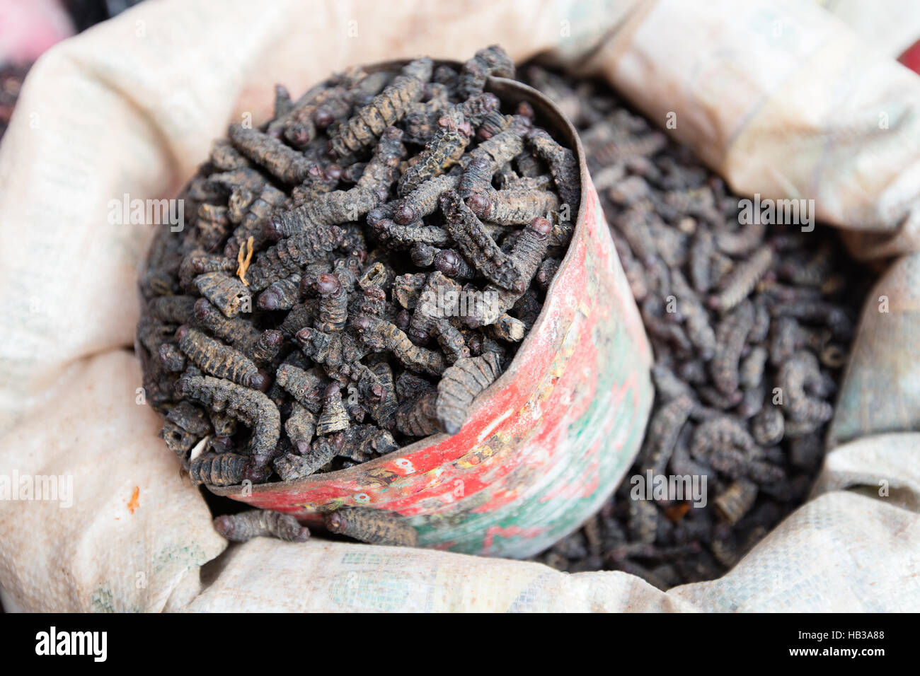 Fumato bachi da seta, Burkina Faso Foto Stock