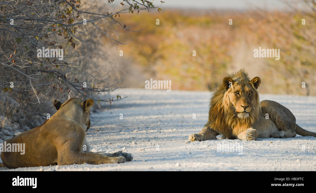 Lion in Namibia Afrika Foto Stock