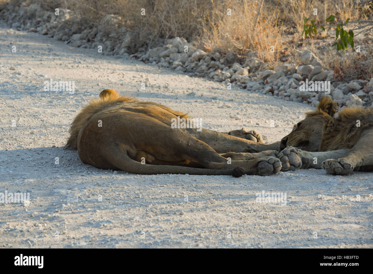 Lion in Namibia Afrika Foto Stock