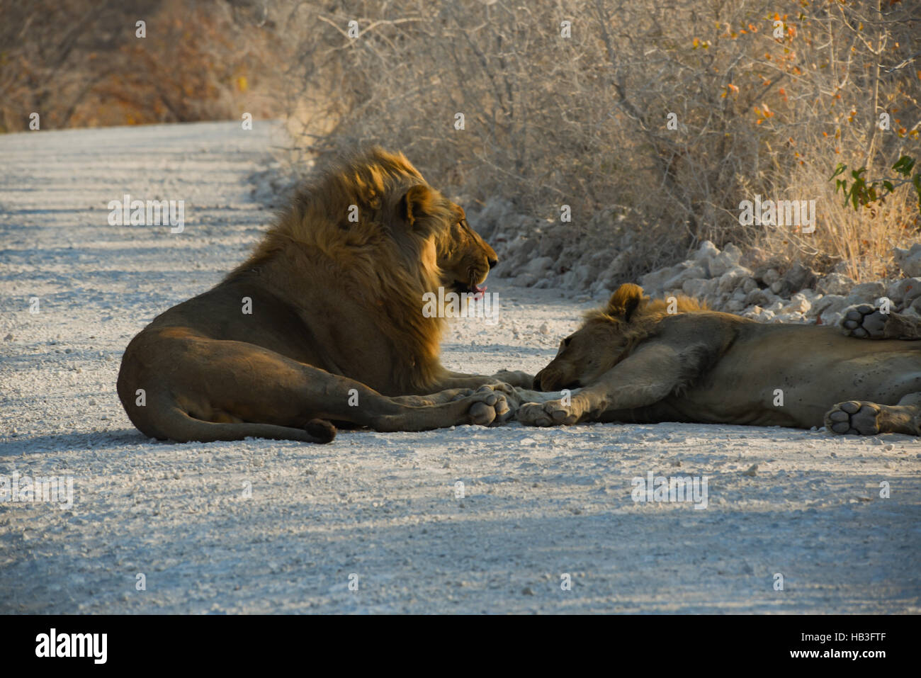 Lion in Namibia Afrika Foto Stock
