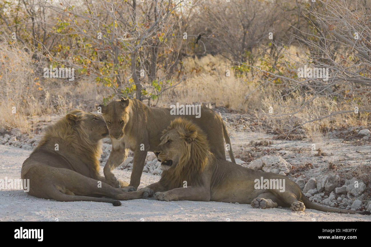Lion in Namibia Afrika Foto Stock