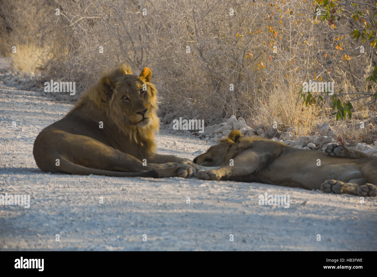 Lion in Namibia Afrika Foto Stock