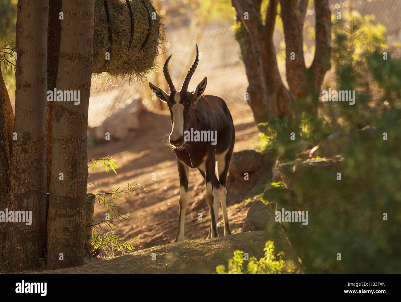 Bontebok, Damaliscus pygargus Foto Stock