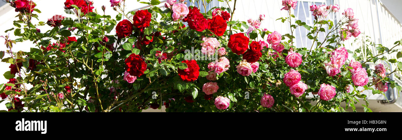 Rosso e rosa rose rampicanti. Foto Stock