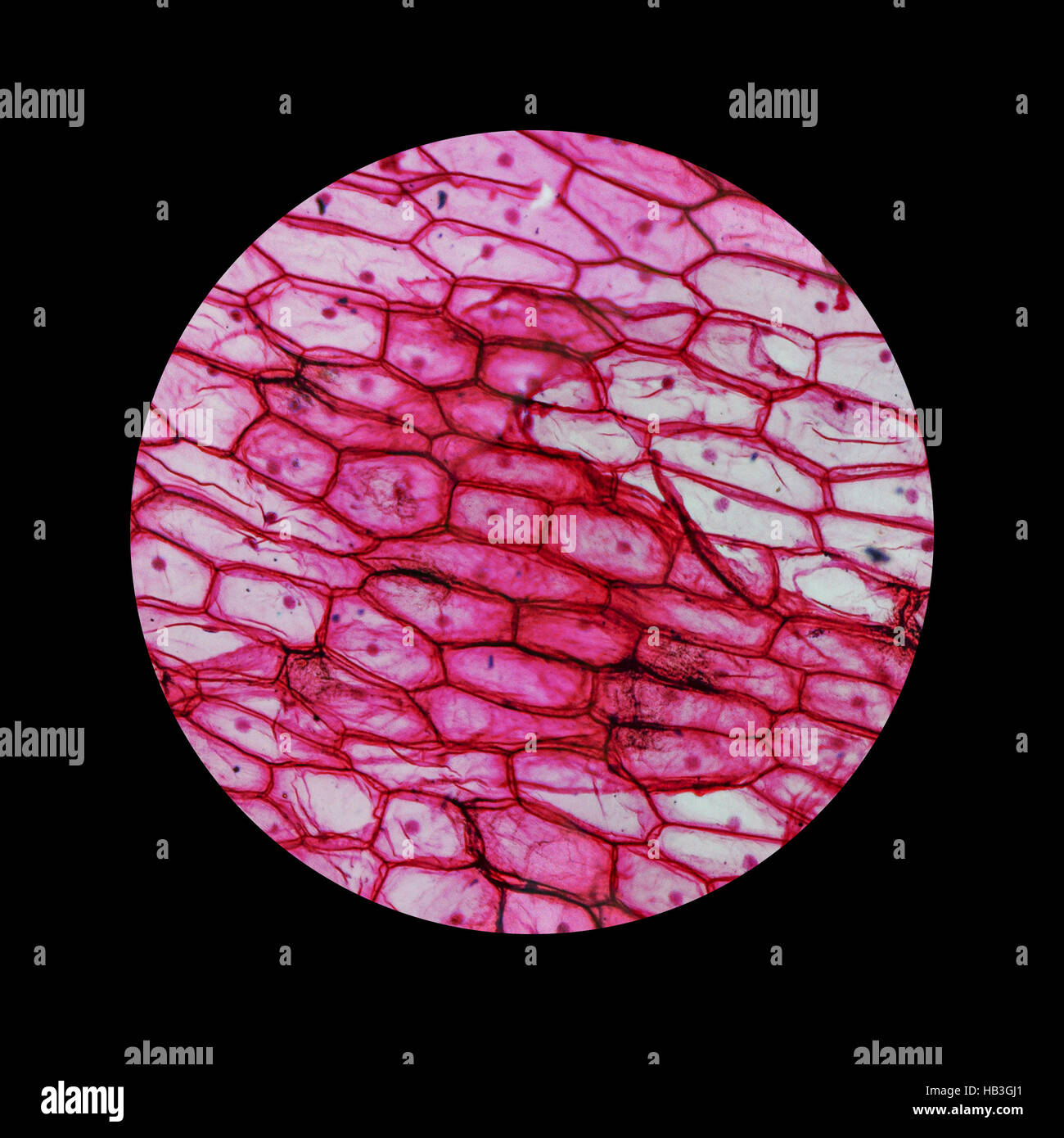 Onion micrografia epidermus Foto Stock