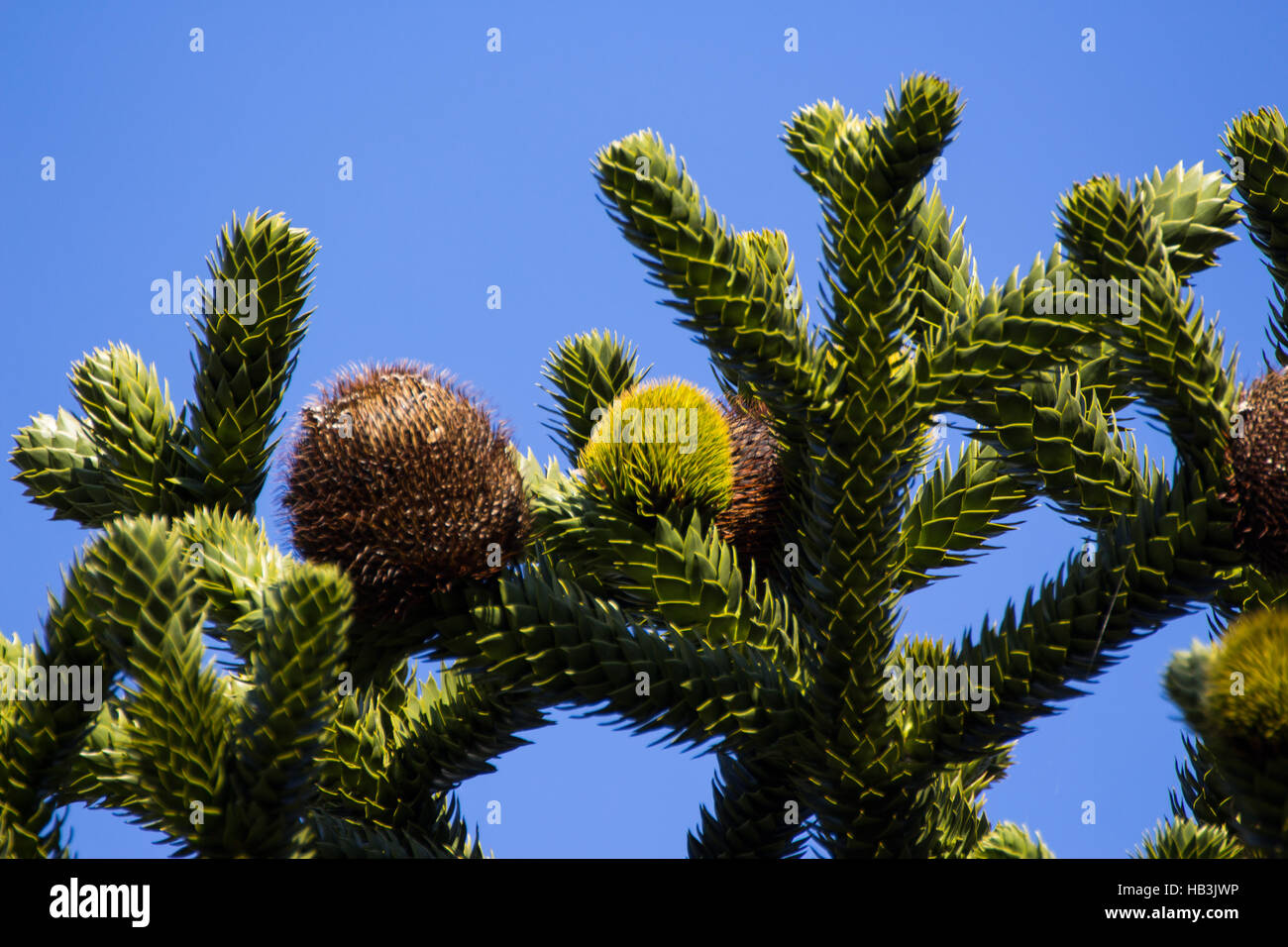 Araucaria Foto Stock