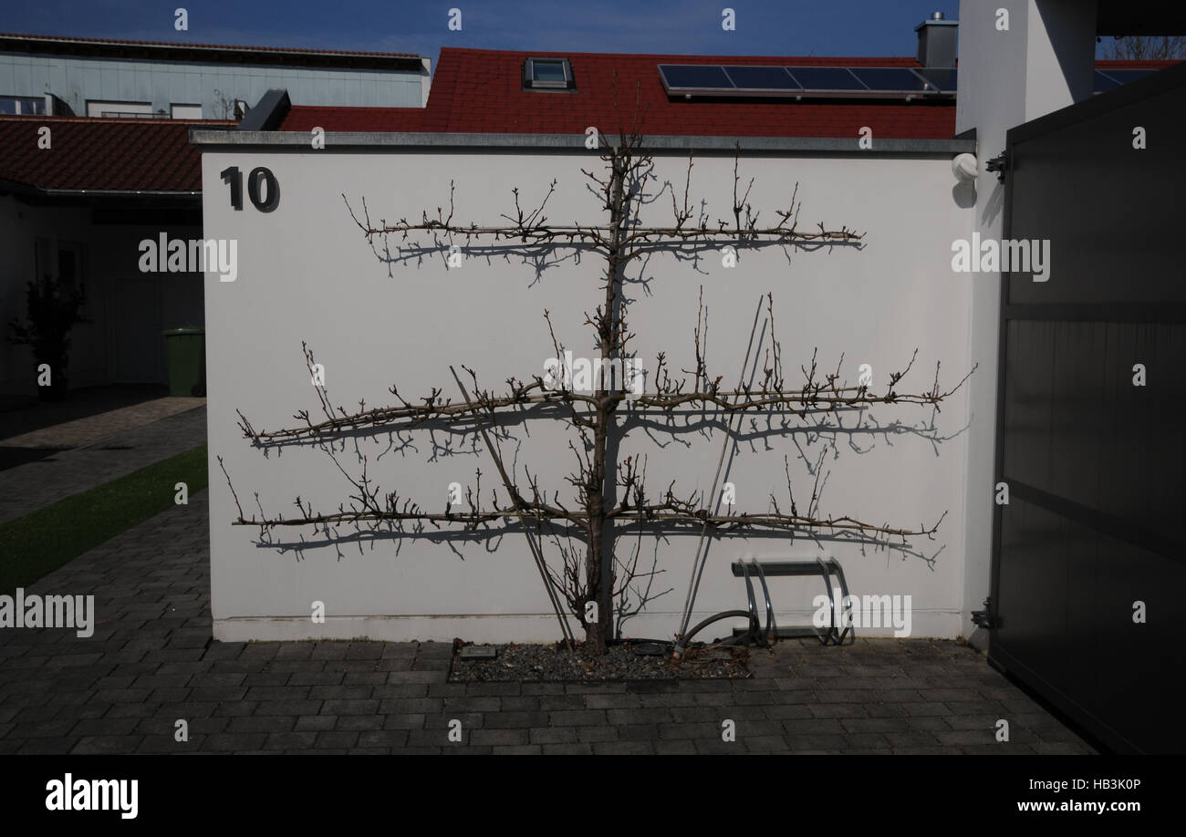 Pyrus communis, Pear Tree, spalliera Foto Stock