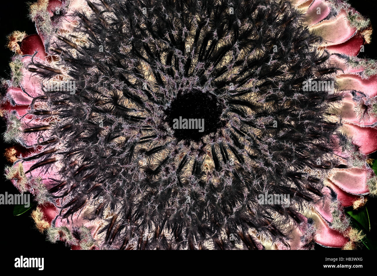 Arte digitale - King Protea fiore Foto Stock