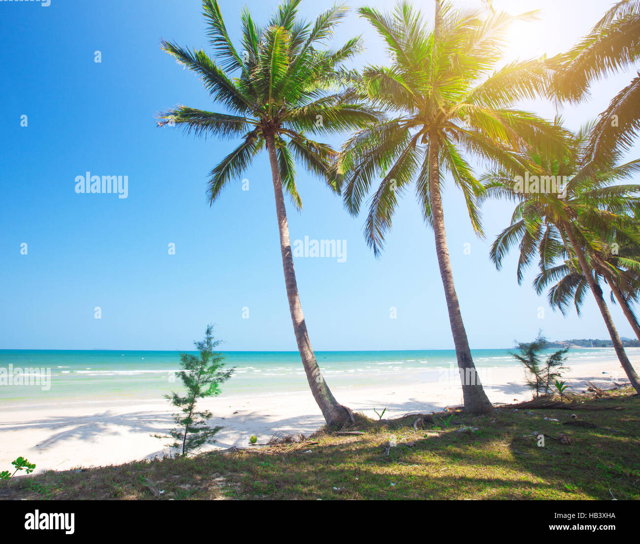 Spiaggia tropicale e palme di cocco Foto Stock