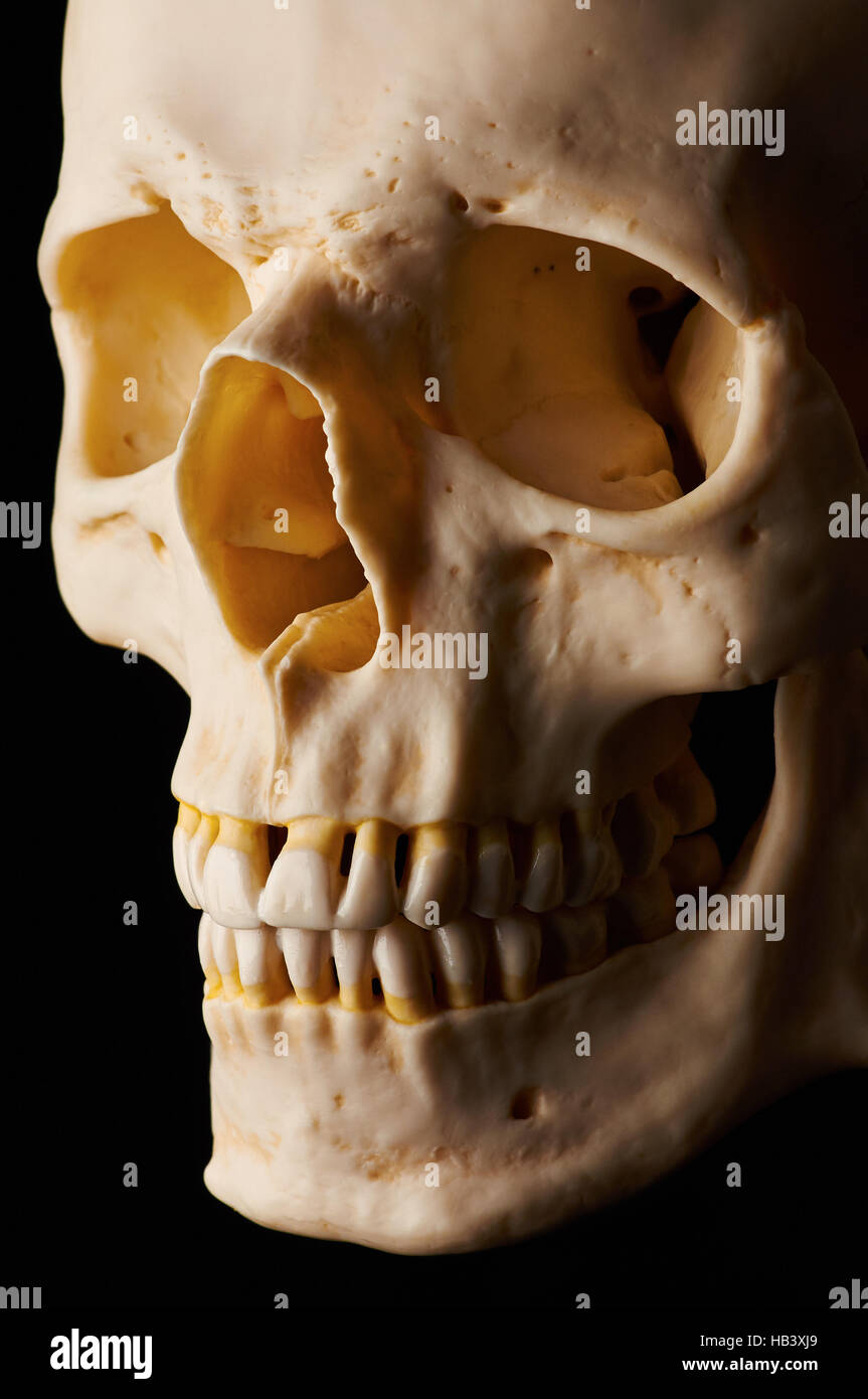 Ossa craniche (breve illuminazione) Foto Stock