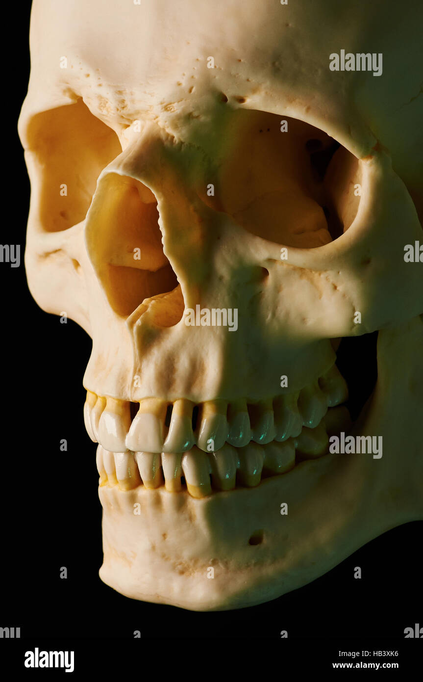 Ossa craniche (breve illuminazione, sfumatura verde) Foto Stock