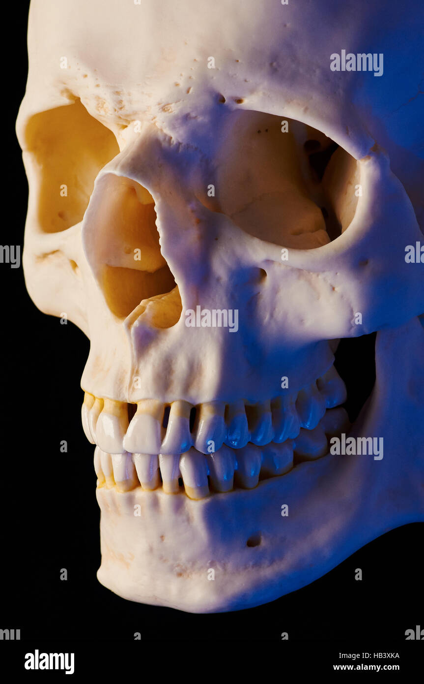 Ossa craniche (breve illuminazione, cast blu) Foto Stock
