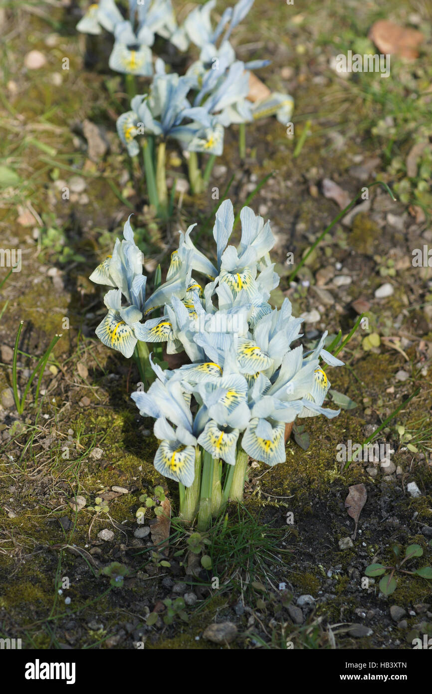 Iris reticulata, iris Nani Foto Stock