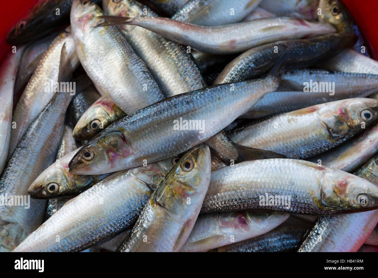 Pesce fresco in vendita presso il Dubai mercato del pesce Foto Stock