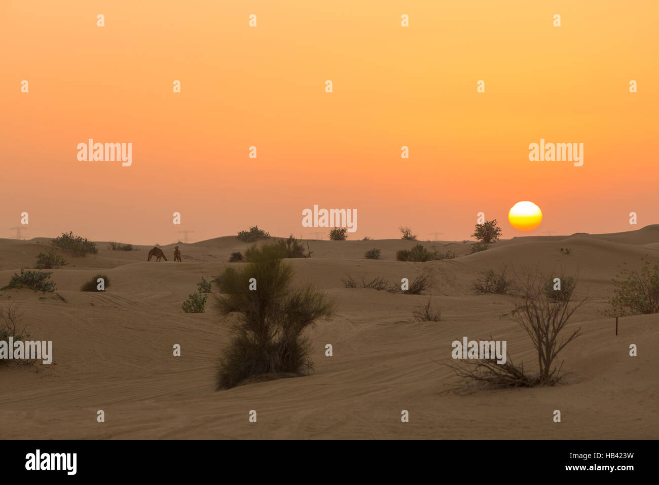 Dune di sabbia del deserto vicino a Dubai negli Emirati arabi uniti Foto Stock