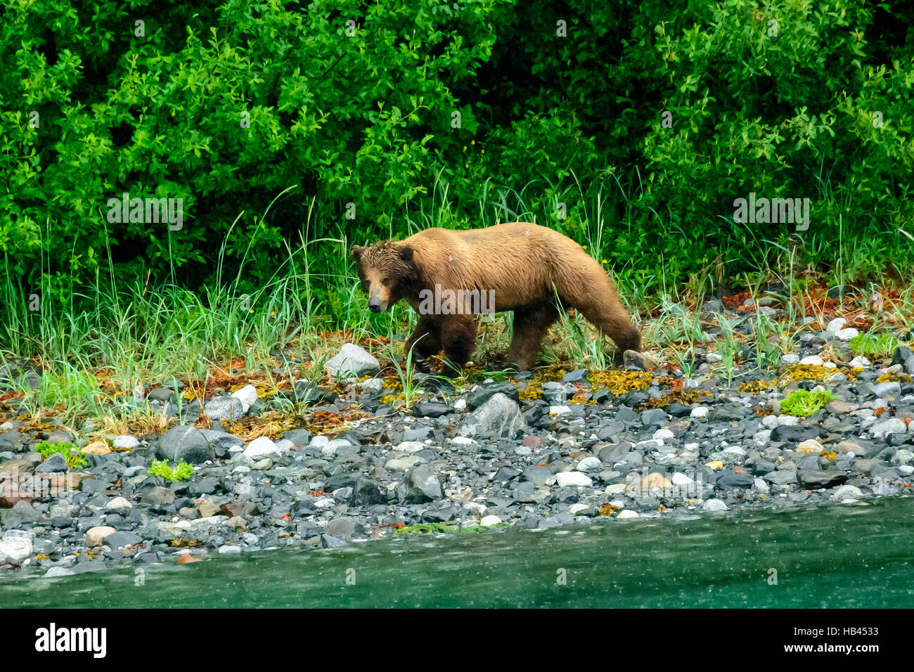 Orso bruno rovistando sulla riva del mare Foto Stock