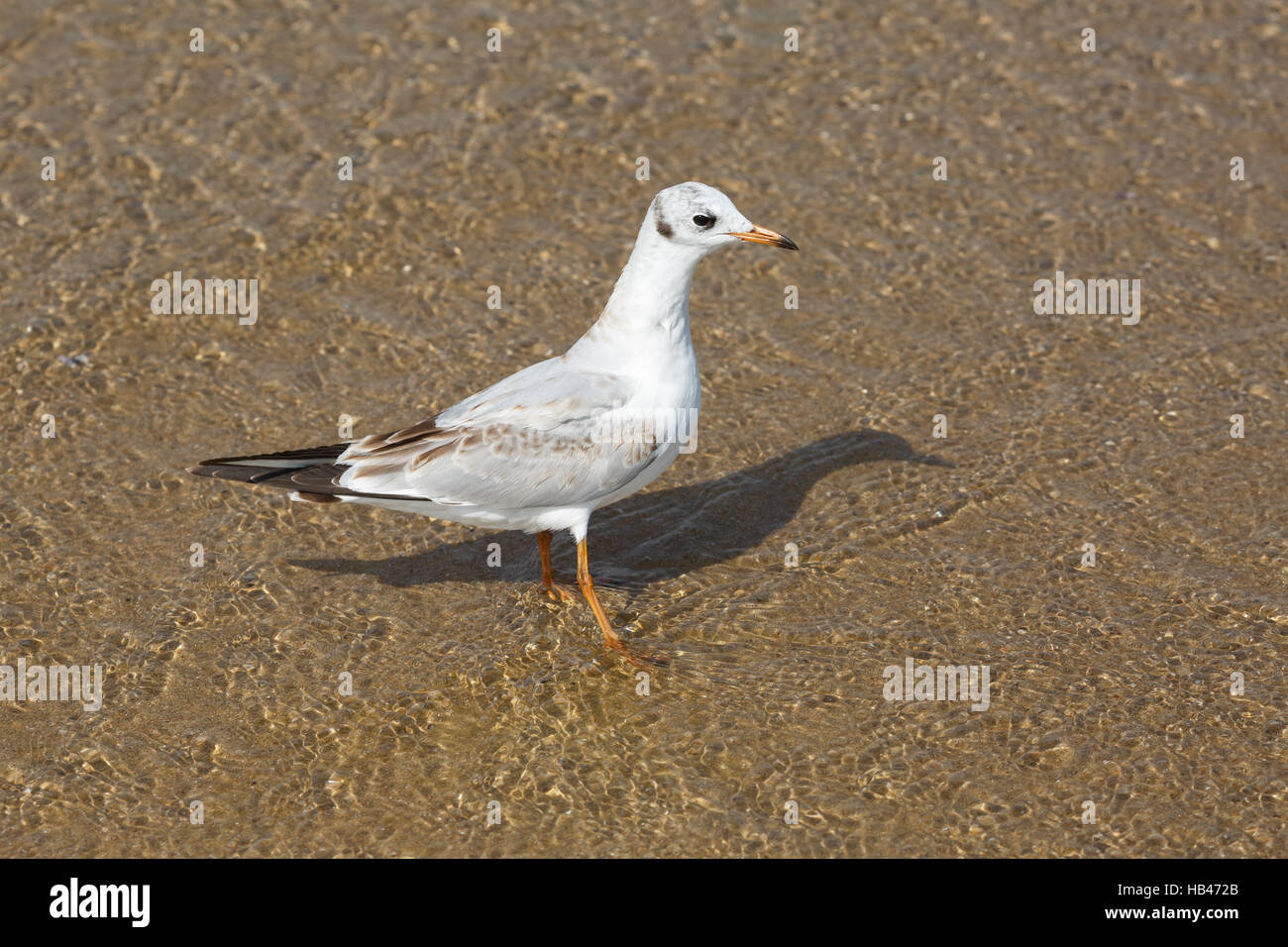 Seagull sulla spiaggia Foto Stock