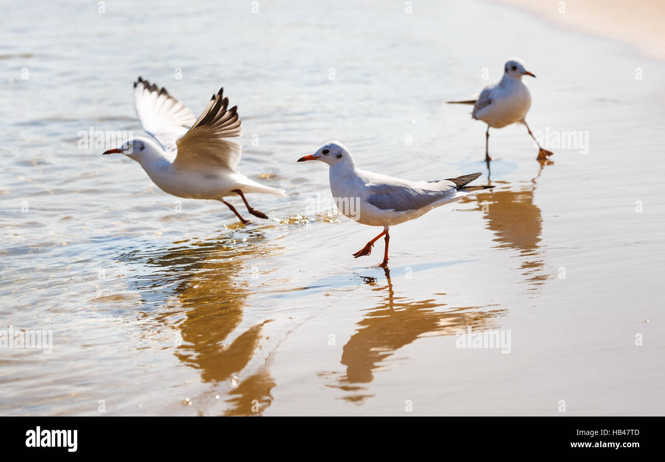 Gabbiani sulla spiaggia Foto Stock