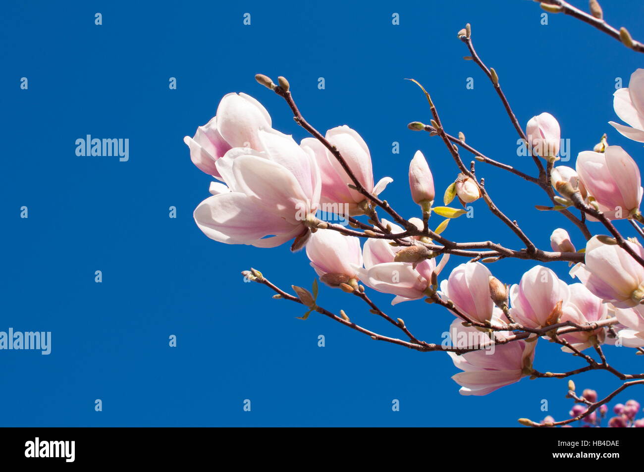 Molla di fiori di magnolia e cielo blu Foto Stock