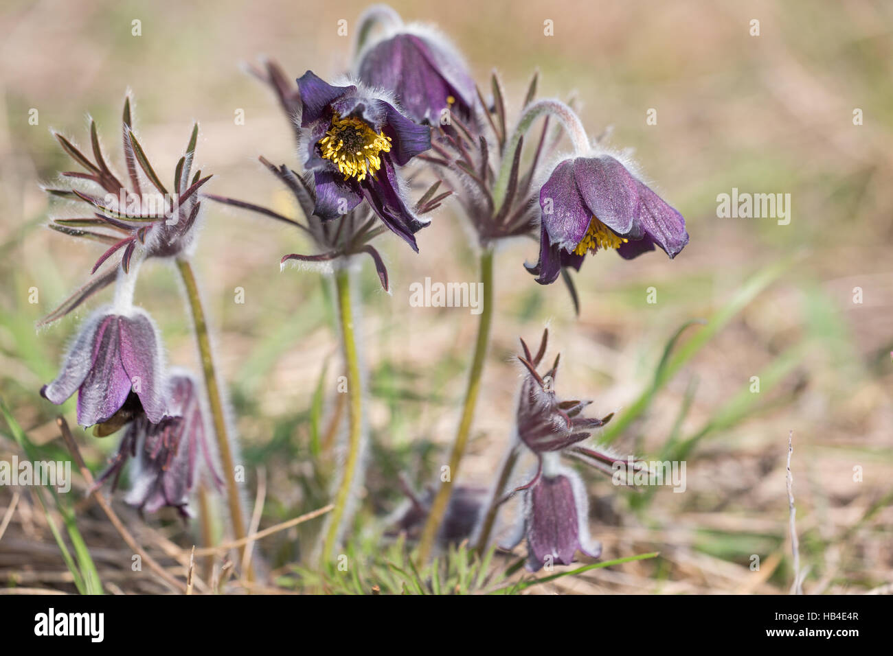 Nero "pasque flower Foto Stock