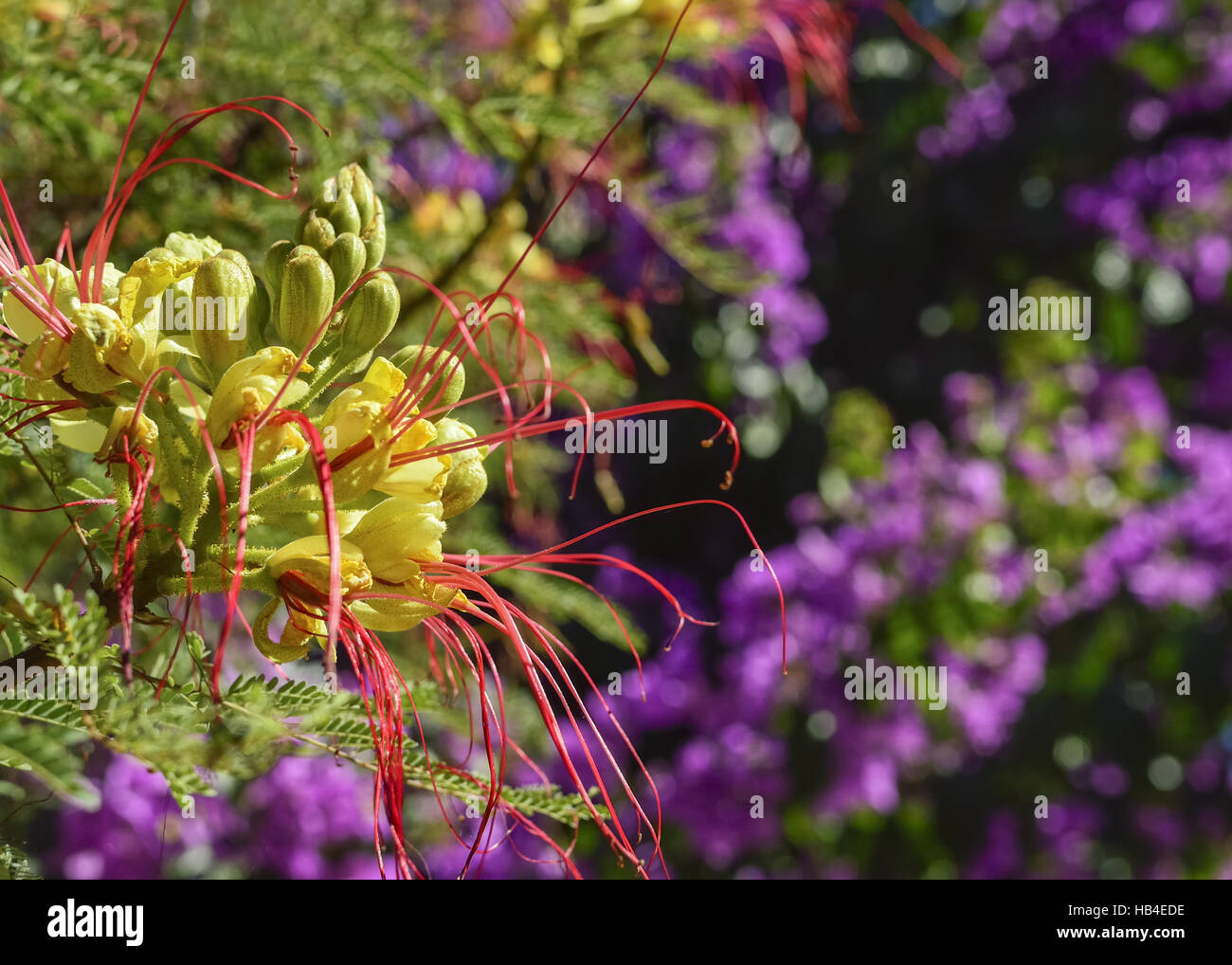 Bouganville e Mimosa in fiore Foto Stock