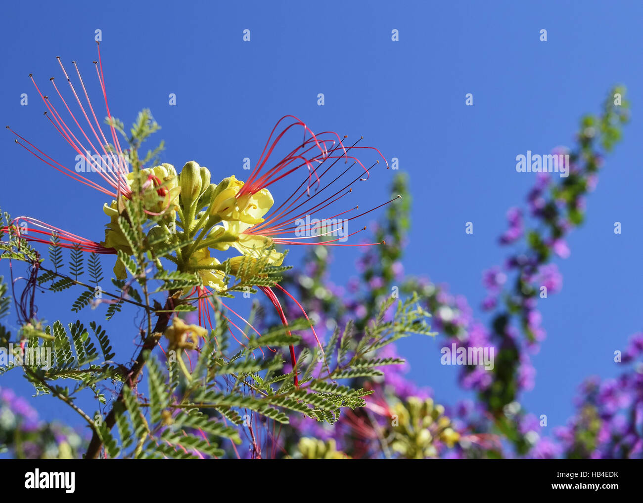 Fiore giallo con il rosso delle stringhe come una mimosa Foto Stock
