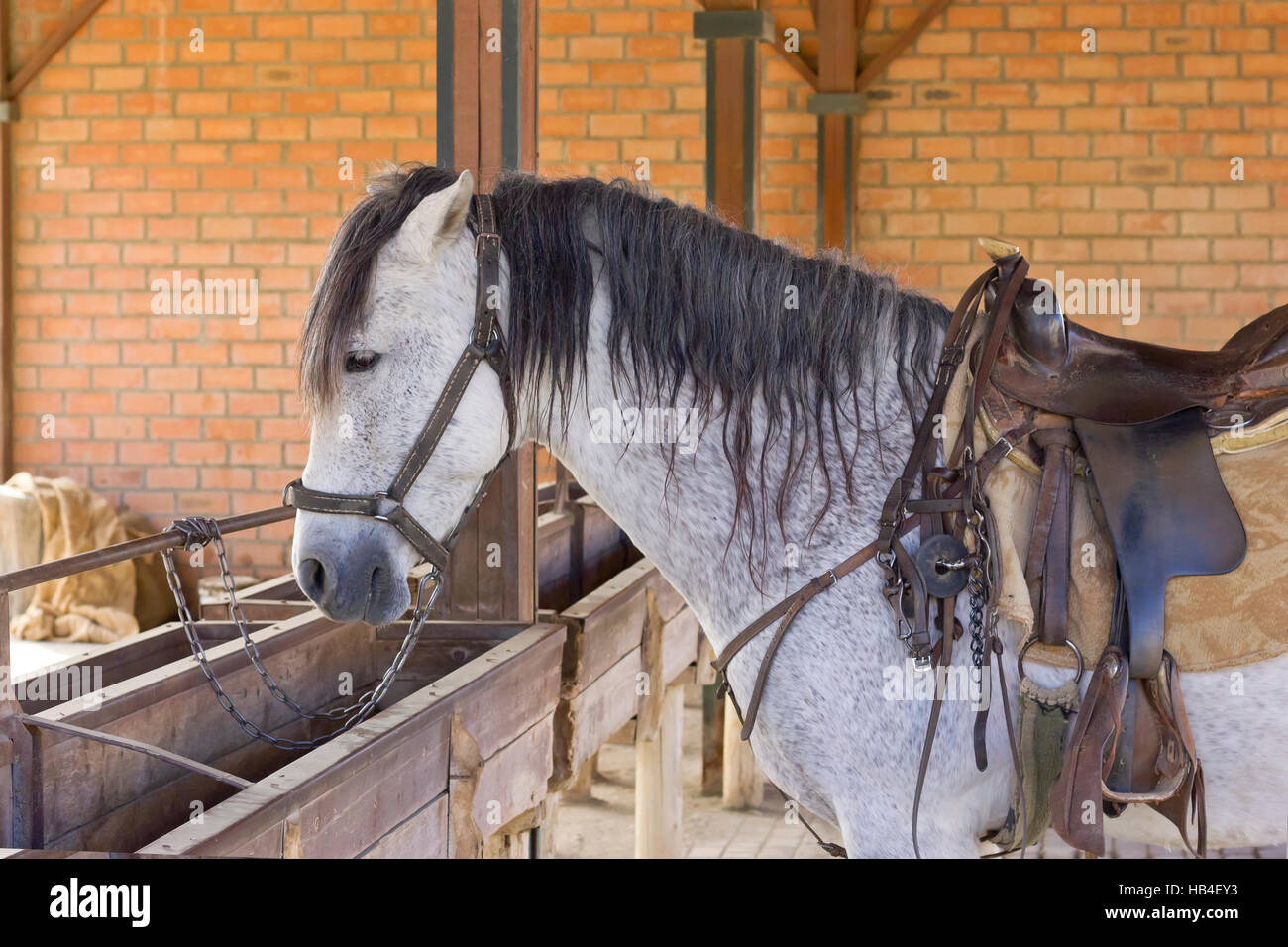 Cowboy a cavallo riposo dopo lo spettacolo. Foto Stock