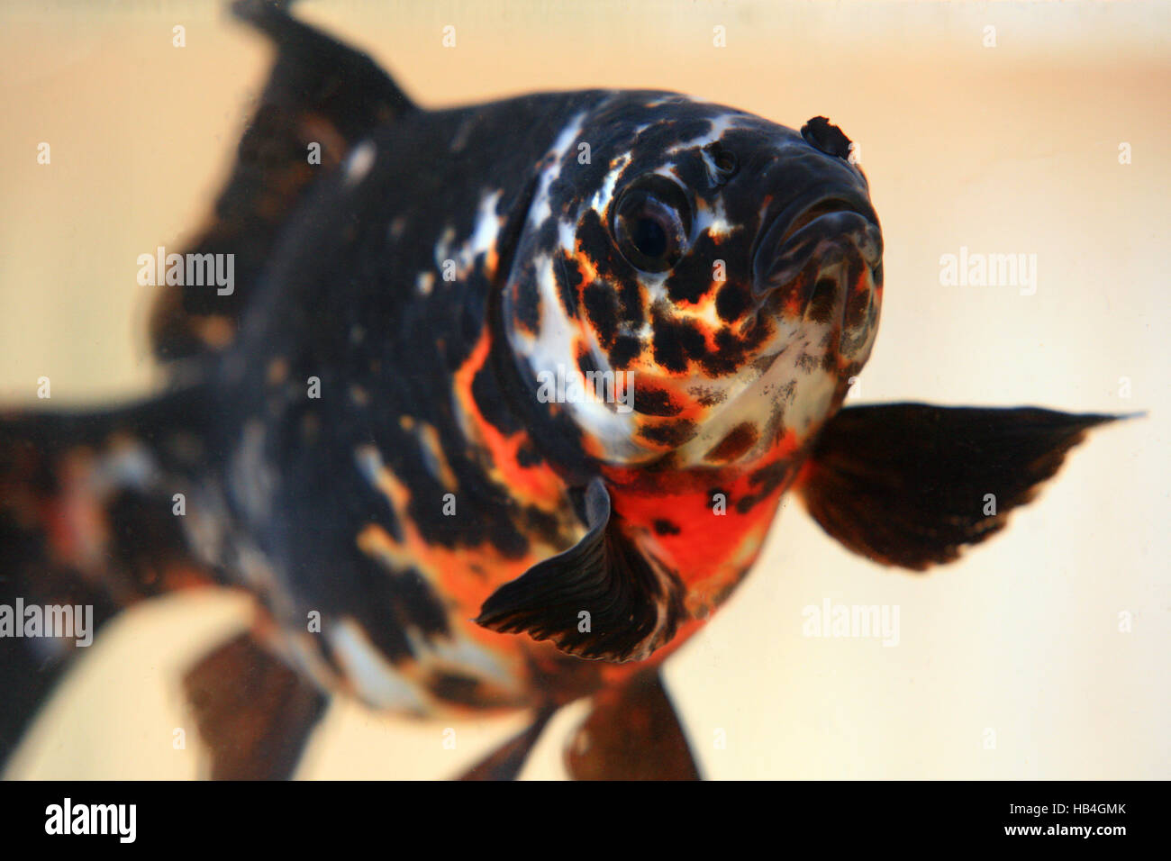 Goldfish shubunkin Foto Stock