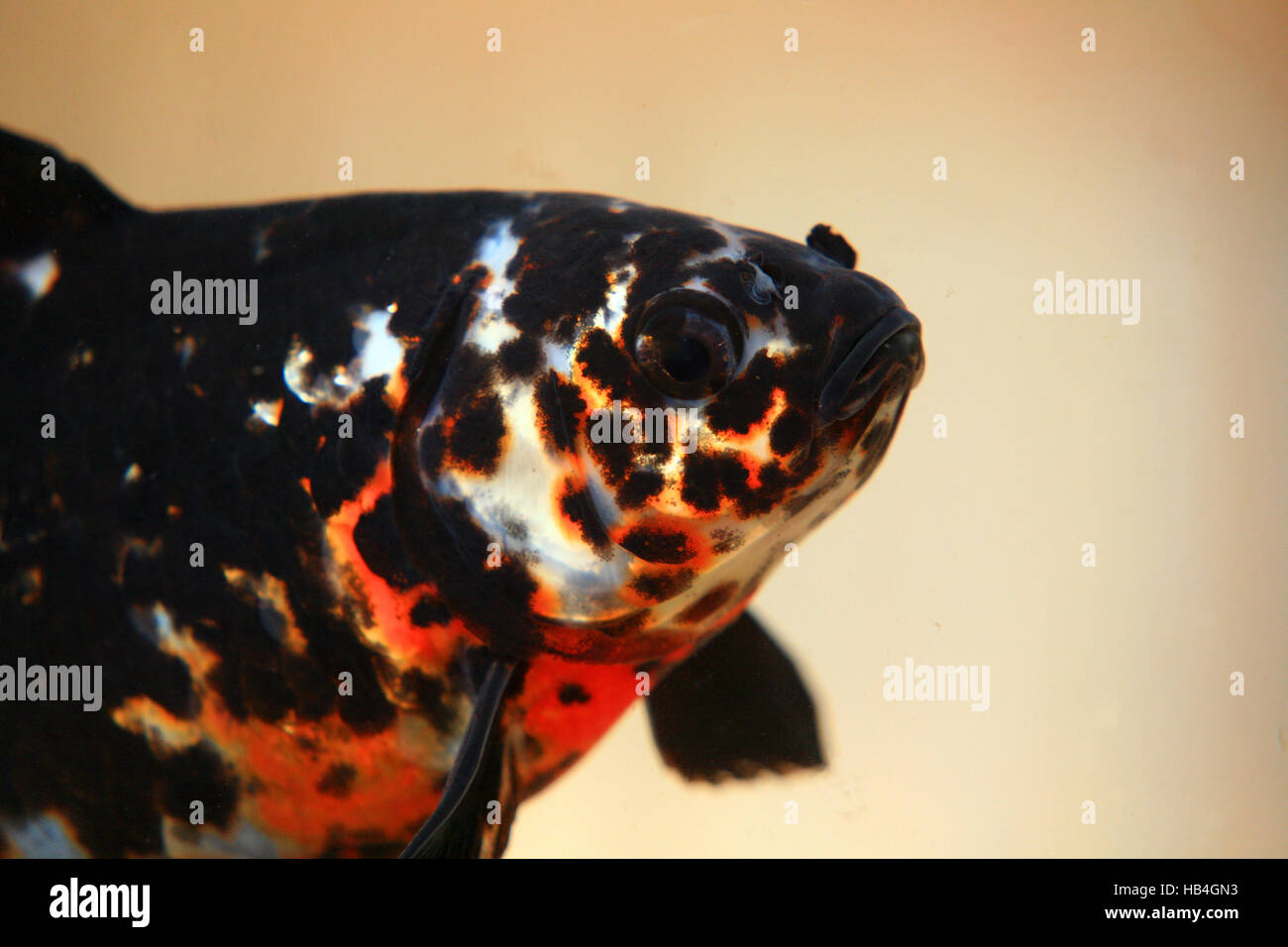 Goldfish shubunkin Foto Stock