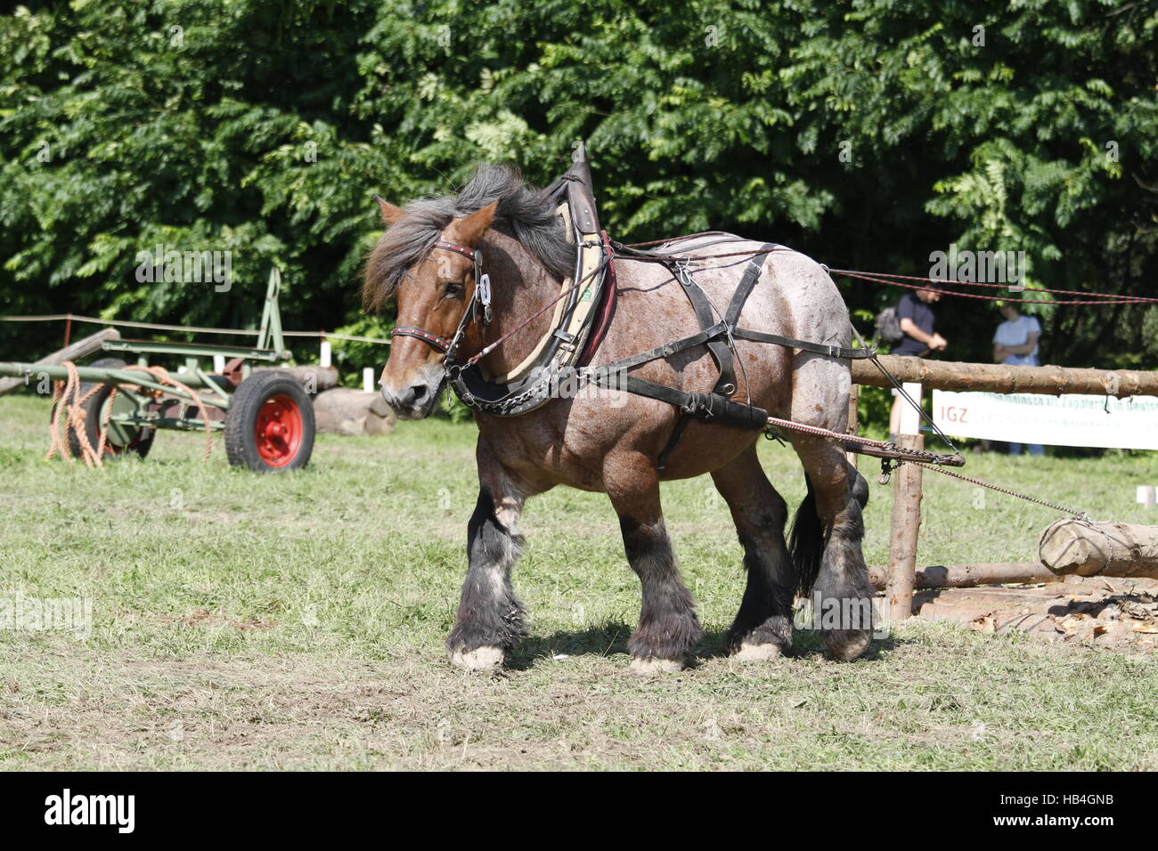 Cavallo di Ardennes Foto Stock