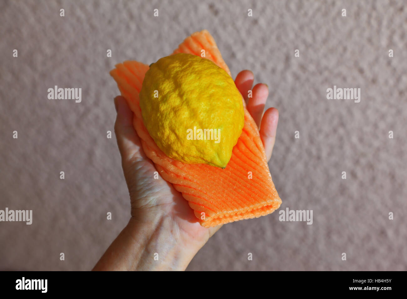 Etrog in mano femmina Foto Stock