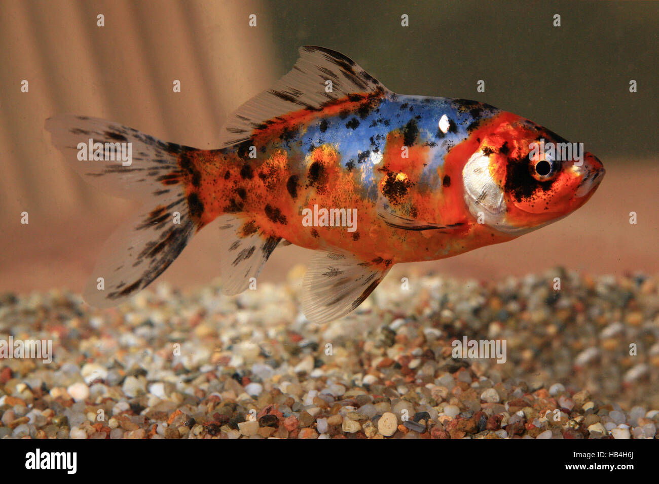 Shubunkin goldfish Foto Stock