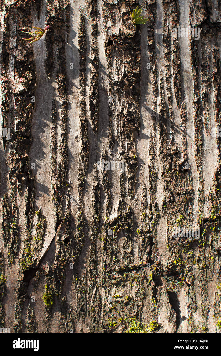 È dispiegata di corteccia di albero Foto Stock