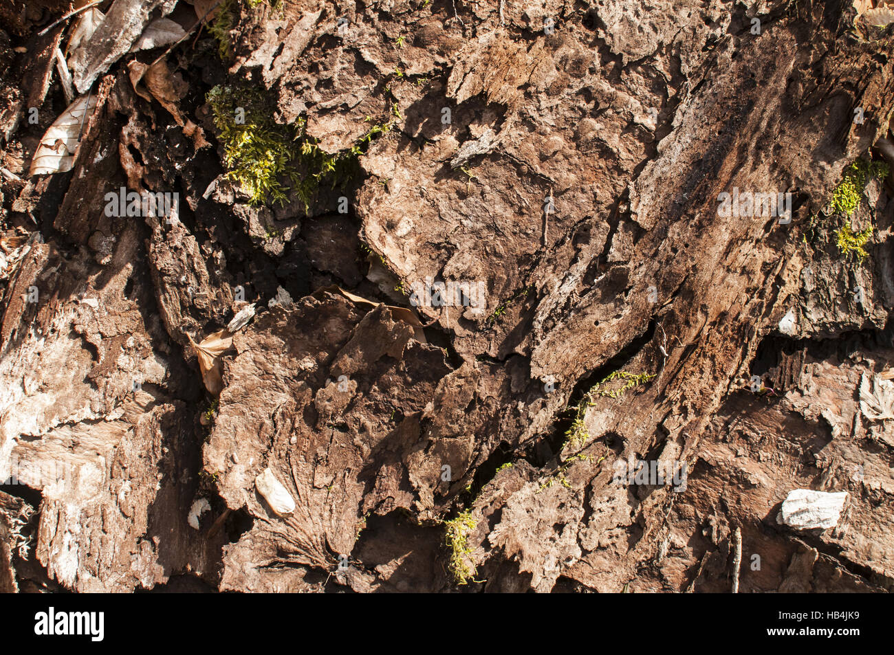 È dispiegata di corteccia di albero Foto Stock