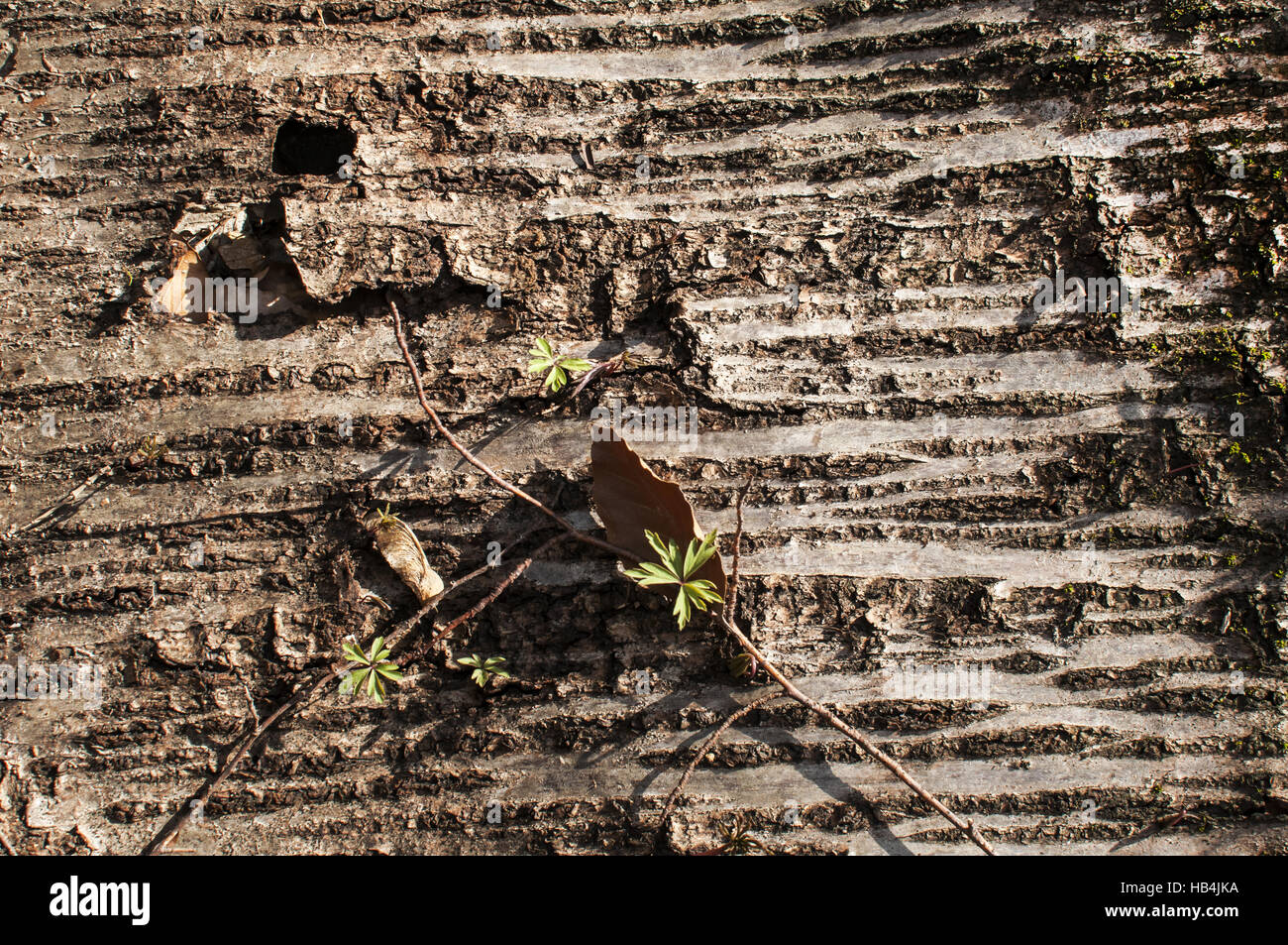 È dispiegata di corteccia di albero Foto Stock