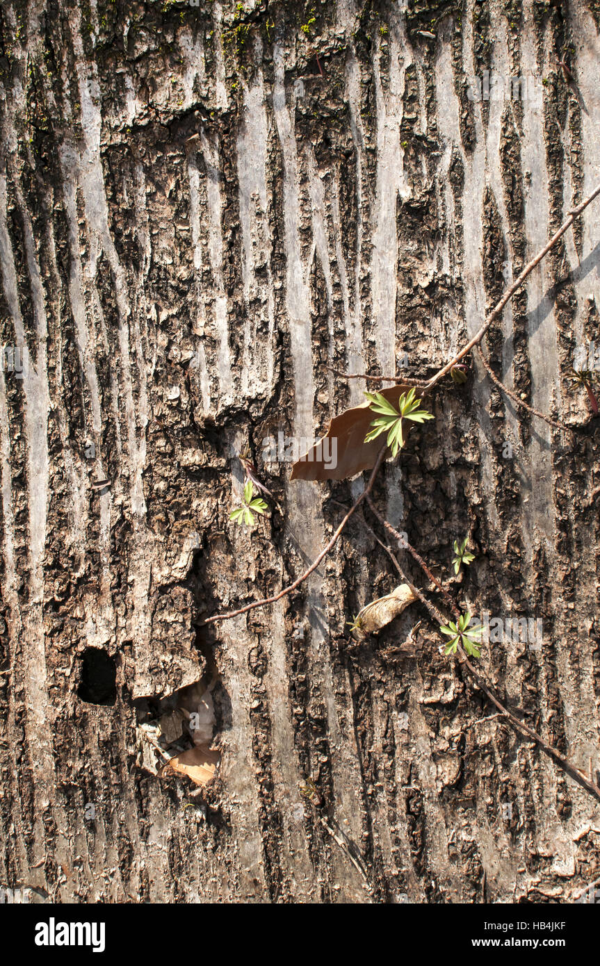 È dispiegata di corteccia di albero Foto Stock