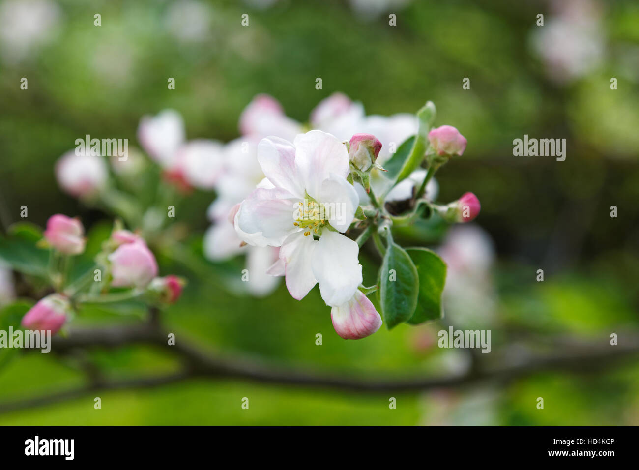 Apple Blossom close-up giornata di primavera Foto Stock