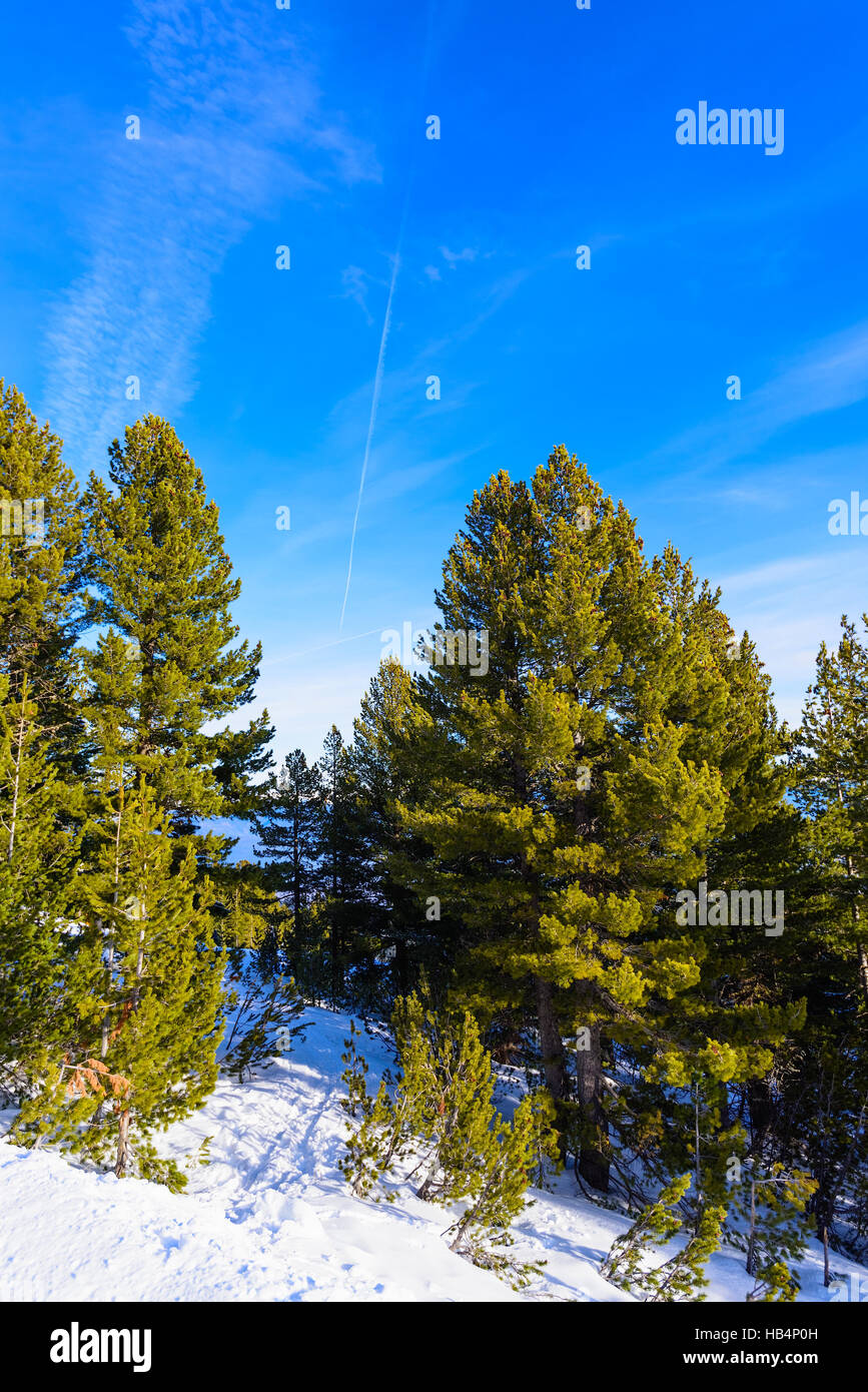 Paesaggio invernale di foreste di montagna neve Foto Stock