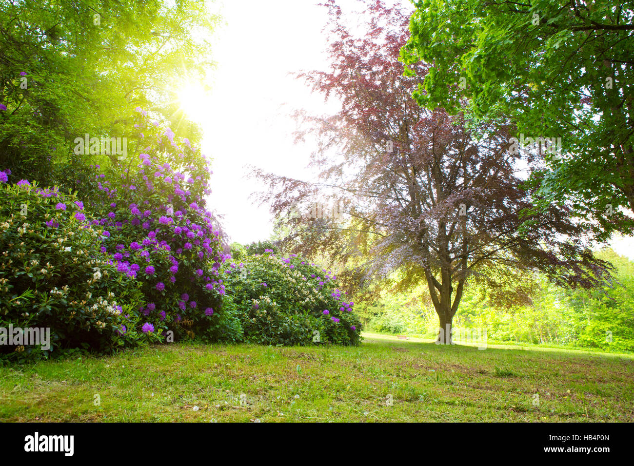 Cespugli di rododendro e sun. Foto Stock