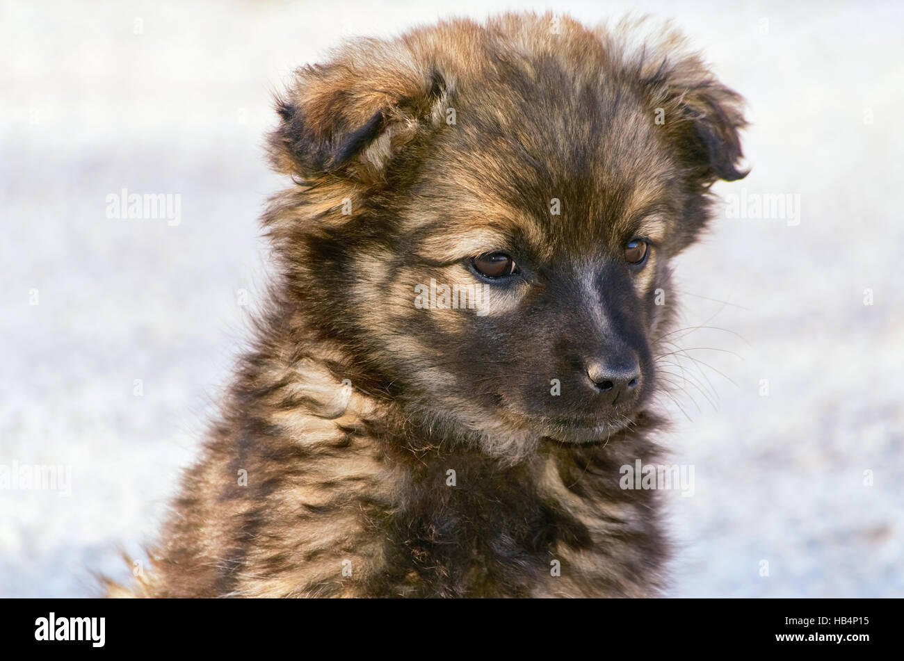 Ritratto di cucciolo Foto Stock