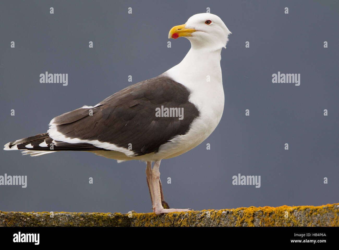 Grande nero-backed gull Foto Stock